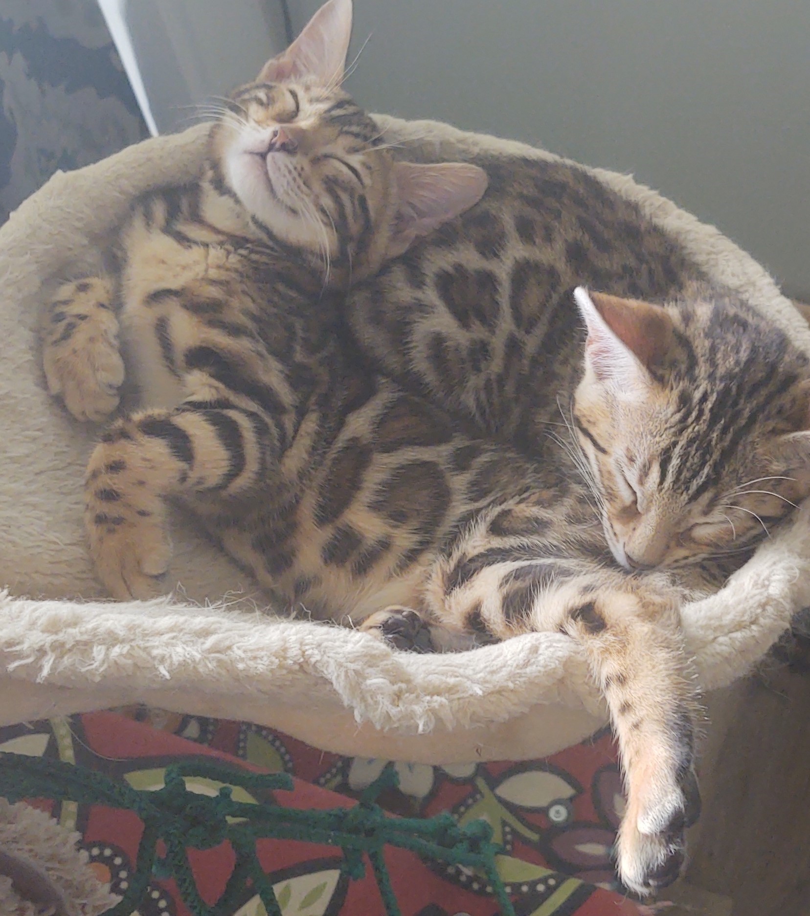 Vote for Amira as America's Favorite Pet